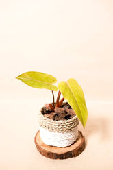 Philodendron sp. "Painted Lady"